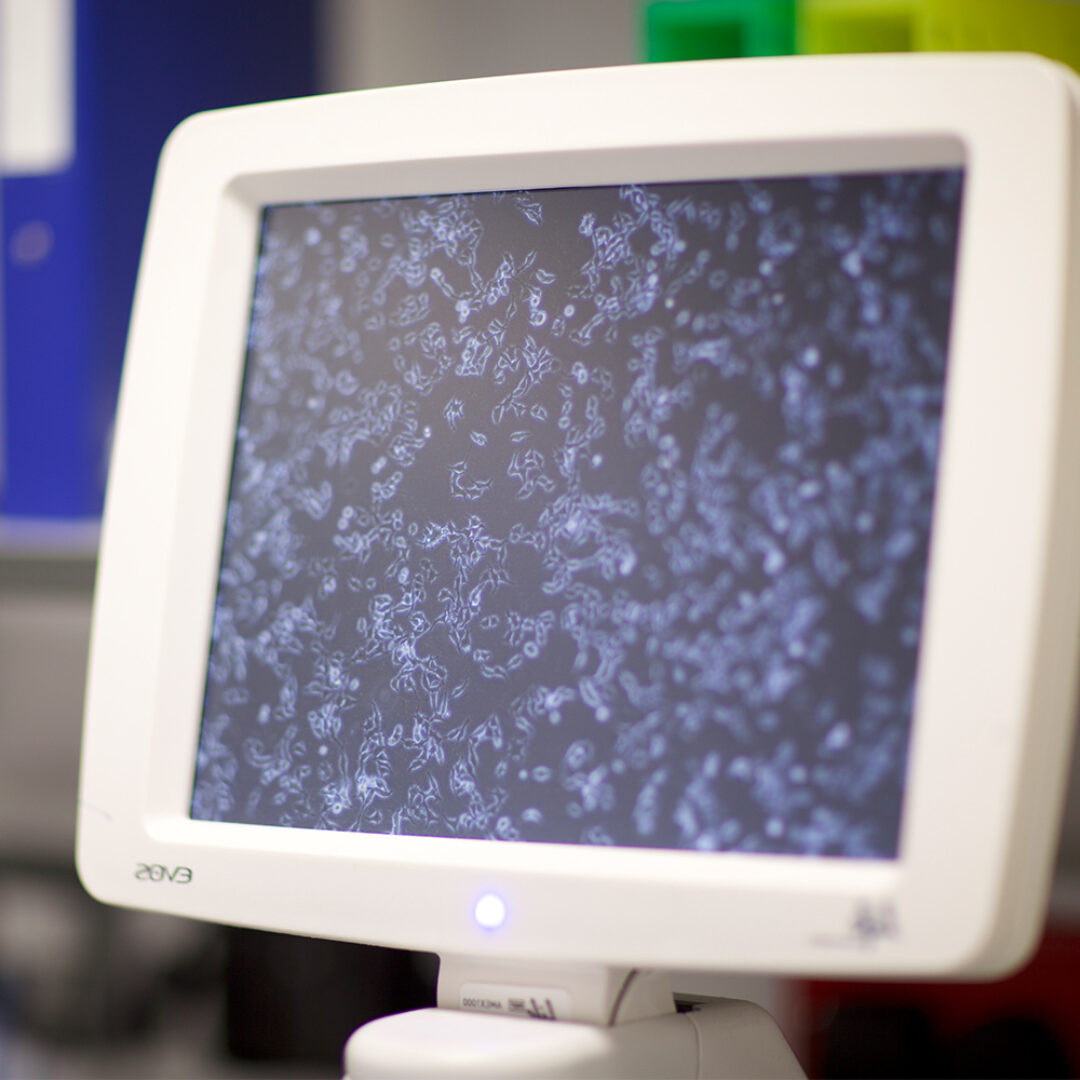 Image of cells from the OCRB lab