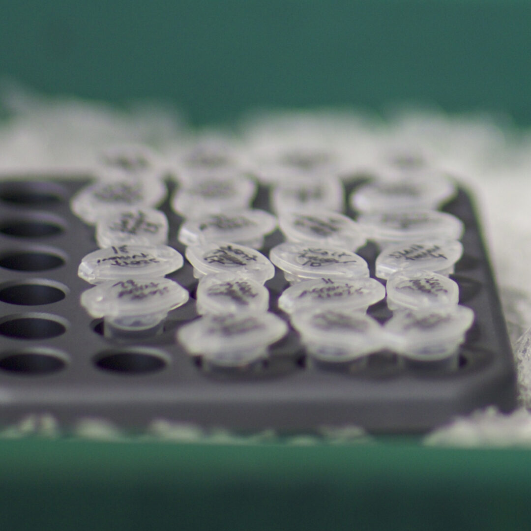 Samples stored in ice